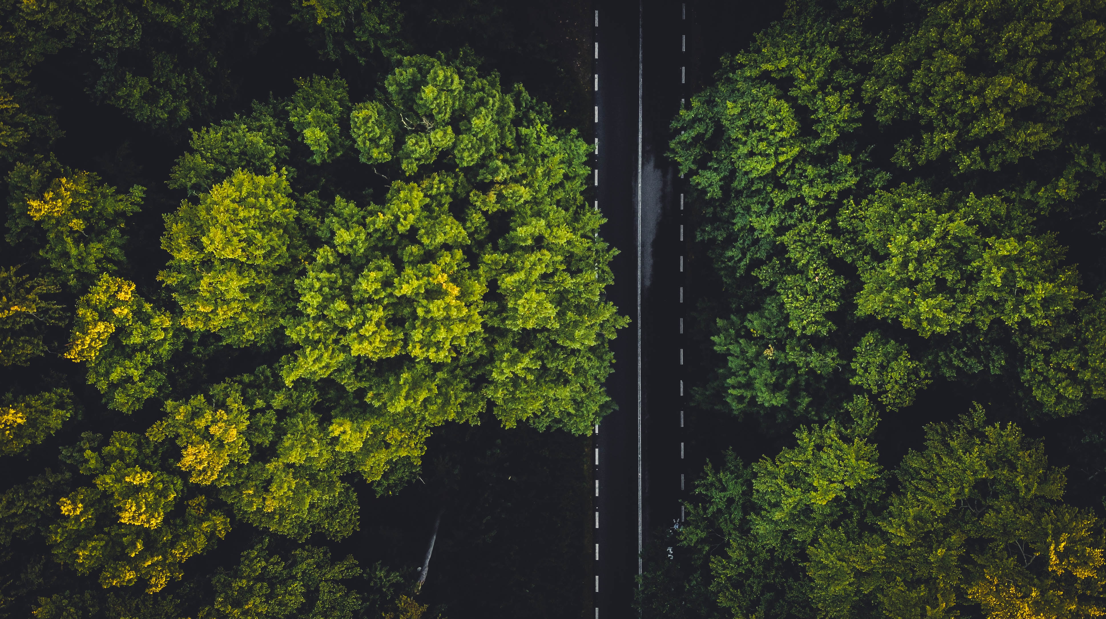 trees and road